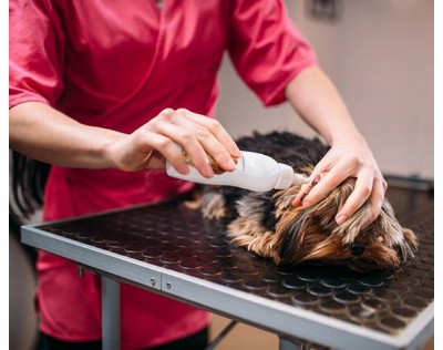 La limpieza de oídos en perros: higiene fundamental